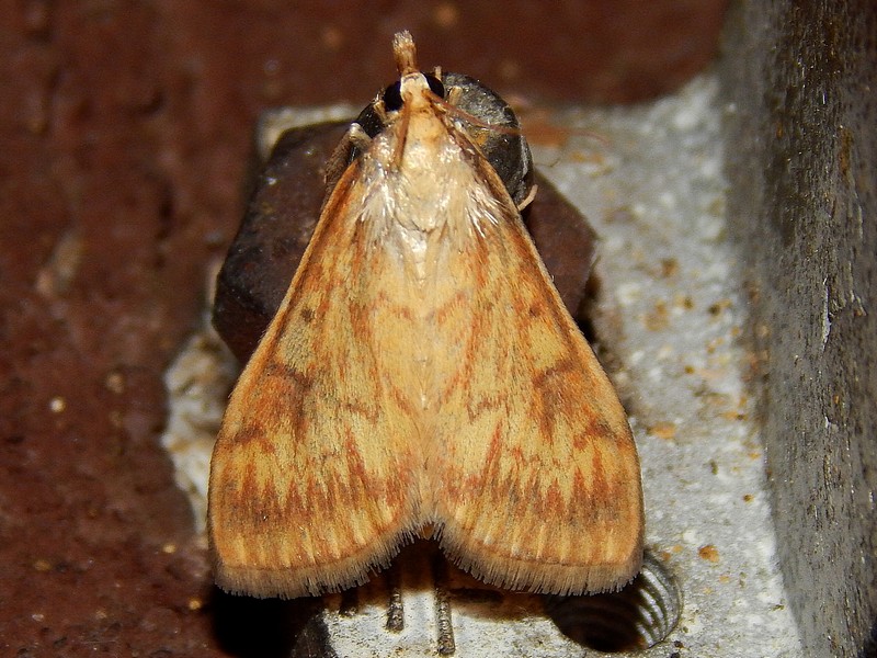 Aiuto ID falena n2